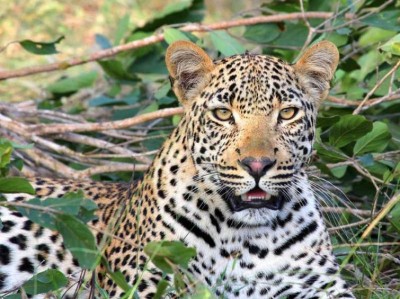 Leopard crossing highway run over in Jalal Shivar