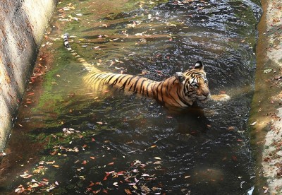 Tiger takes bath in Kerala