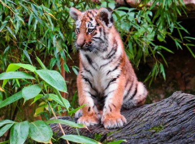 Ponnampet: Tiger cub strangulated to death