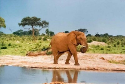 Locals rescue elephant calf which fell into a ditch