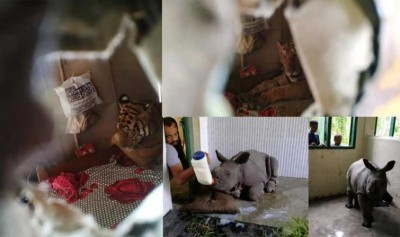 Kaziranga flood: 83 wild animals including seven rhinos dead, 58 beasts rescued