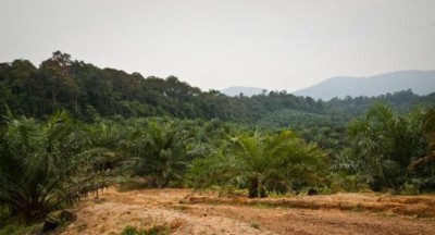 Forest officials rescue an Indian flap shell turtle