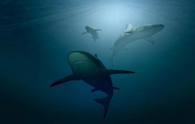 Marine life, fisheries increasingly threatened as the ocean loses oxygen: Study