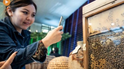 On World Bee day, human activity blamed for falling pollinator numbers