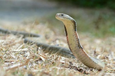 10-feet long king cobra rescued in Assamâ€™s Cachar district