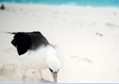 World Migratory Bird Day highlights deadly risks of plastic pollution