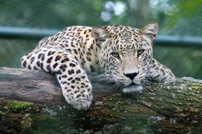 Nashik: Leopard kills three-year-old
