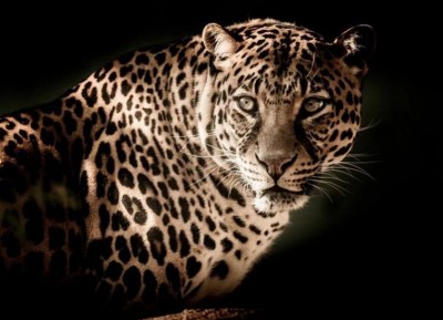Engineering student hurt in leopard attack in Guwahati