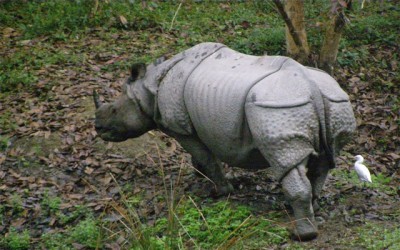 Kaziranga flood : 92 animals, including eight rhinos, die