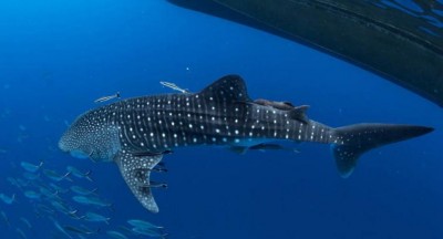 Ocean life faces â€˜onslaught of threatsâ€™ from human activity, but tools exist to save it