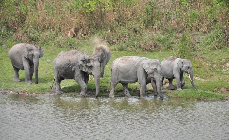 Indian Rihnos,,Wild Elephant in Kaziranga National Park