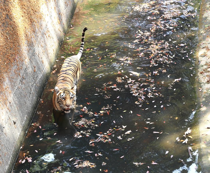 Tiger takes bath in Kerala