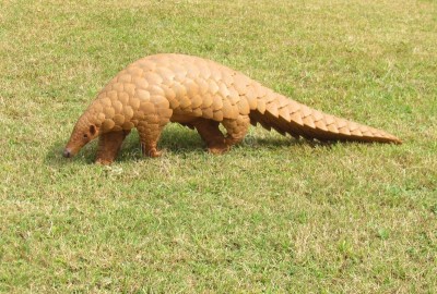 Pangolin rescued from poachers, 5.65 kg scales seized