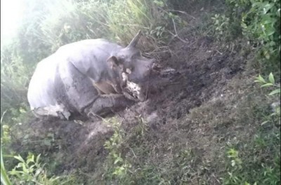 Assam: Poachers kill one-horned rhino in Kaziranga amid Covid-19 lockdown