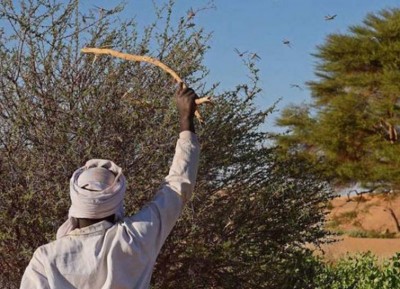 Fight against desert locust swarms goes on in East Africa despite coronavirus crisis measures