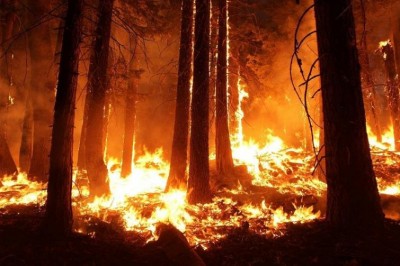 Wildfires engulfs 1,65,000 hectares of forestland in Russia