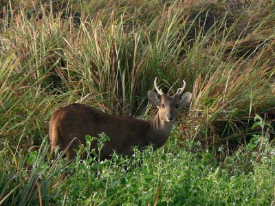 Hog deer fleeing from Kaziranga due to flood killed by hunters, two arrested