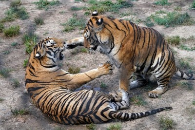 World Tiger Day: Indian tourists must travel responsibly, avoid selfies with tigers, urges animal welfare body