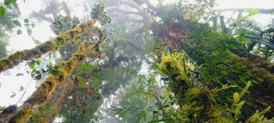 Deforestation has slowed down but still remains a concern, new UN report reveals