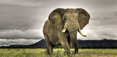 Women sitting on bike trampled to death by wild elephants in Jharkhand's Latehar