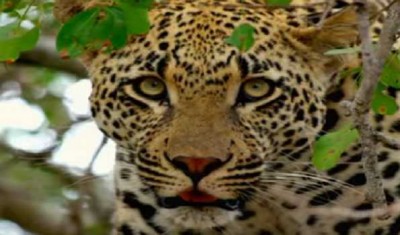Maharashtra: Leopard caught in Nashik
