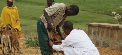 UN report highlights links between ‘unprecedented biodiversity loss’ and spread of disease