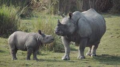 Assam: Three additions to Kaziranga National Park approved