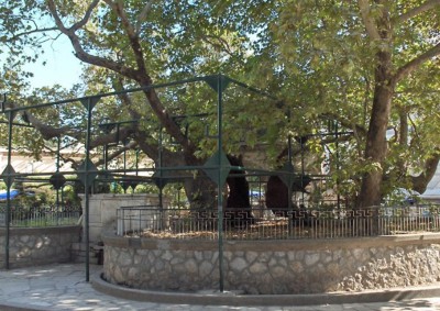 'Tree Authorities' for JMC, SMC constituted in J&K