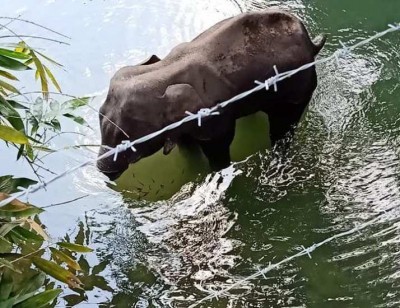 Pregnant elephant dies after locals feed her cracker-laden pineapple