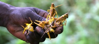 Battle â€˜not yet overâ€™ against locust invasions in East Africa and Yemen