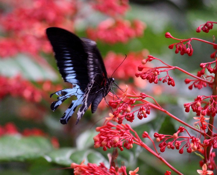 Image of flower at Belagavi outskirts