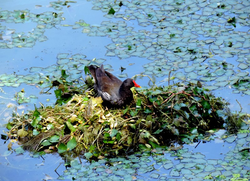 Dal Lake in Srinagar