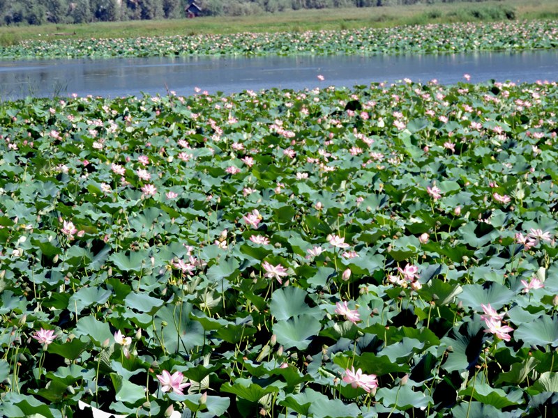 Dal Lake in Srinagar