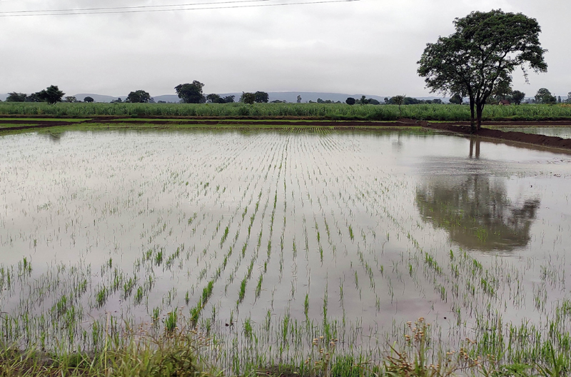 Belagavi: Rain water enters agriculture field