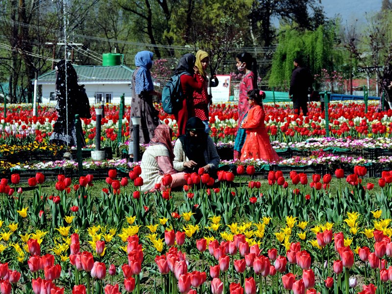 JK Governor inaugurates tulip festival in Srinagar