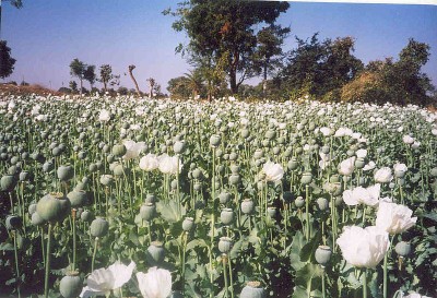 Afghanistan witnesses spike in opium production under Taliban regime