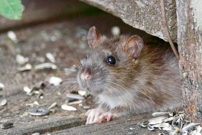 China: Xi'an reporting hemorrhagic fever cases driven by 'rodents'