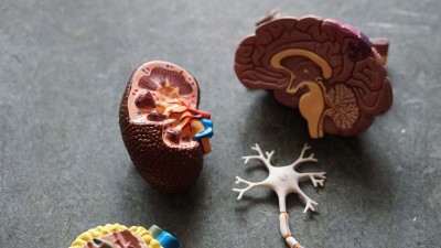 Biological imbalance is reason for link between gum and kidney disease: Study