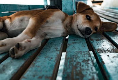 Srinagar Municipal Corporation dog sterilization project yet to take off