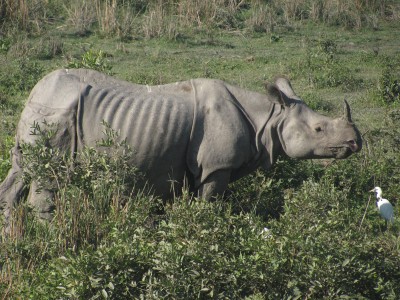 Man killed in rhino attack near Kaziranga National Park