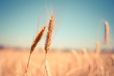 Pakistan agrees to allow Afghan trucks for transport of 50,000 MT wheat from India