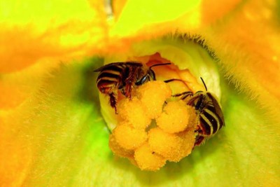 Manipur: Two minor siblings die after reportedly stung by bees