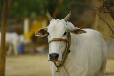 Police seize 59 cattle heads in Assam’s Biswanath