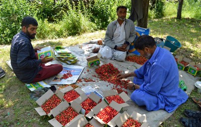 Kashmir: Freshly harvested cherries being sorted for export