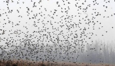 Jammu and Kashmir: Orientation programme to conduct census of Migratory birds held at Hokersar