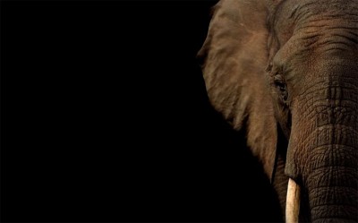 Female elephant dies due to electrocution in Assam's Golaghat district