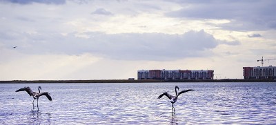 Pink flamingos return to Kazakhstan’s capital in time for World Migratory Bird Day