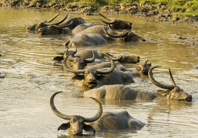 Assam: KNP personnel equipped with satellite phones to beat poachers