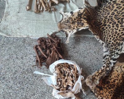 Wildlife Crime Control Bureau busts wildlife trafficking syndicates in Jammu and Kashmir