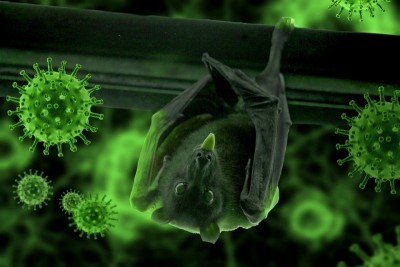 Chinese researchers say they found new batch of coronavirus in bats